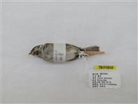 藏品(麻雀)的圖片